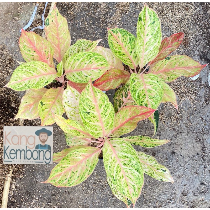 Tanaman Aglonema Bidadari