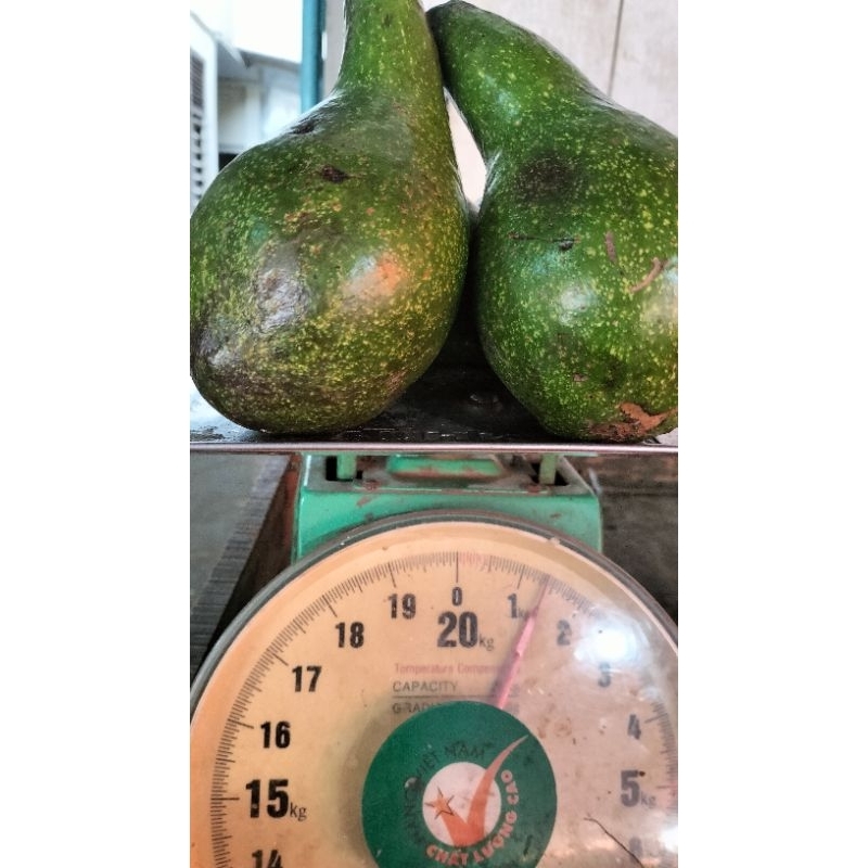 

ALVOKAT MAUMERE MENGKAL DAN MASAK