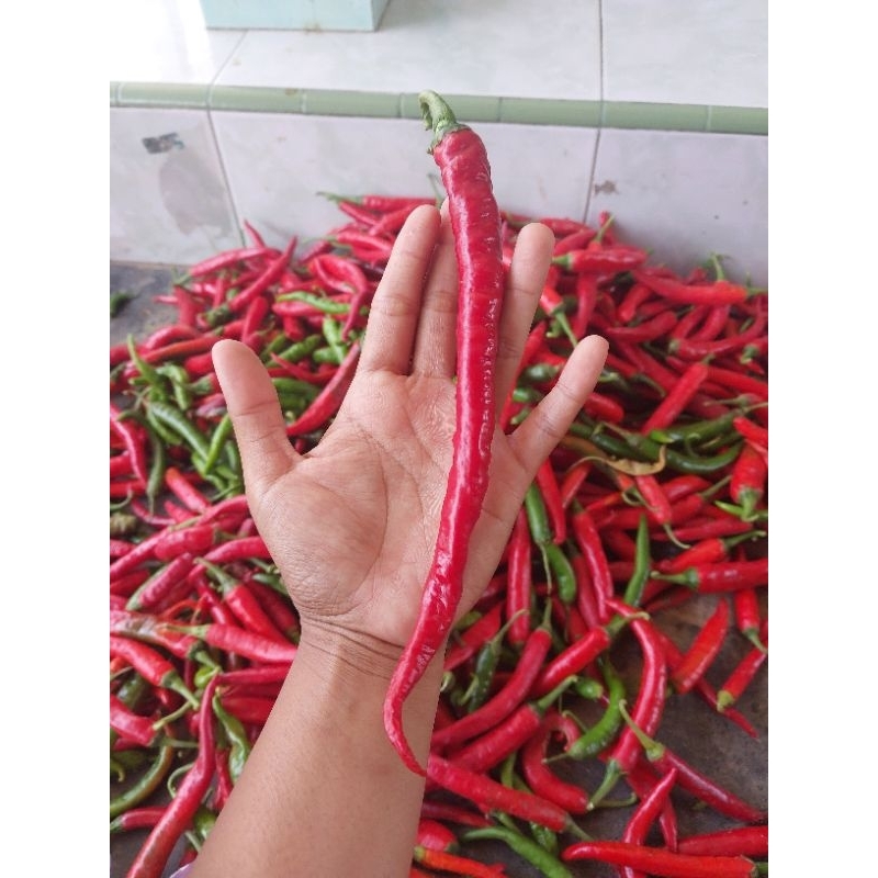

Cabe Merah & hijau Besar