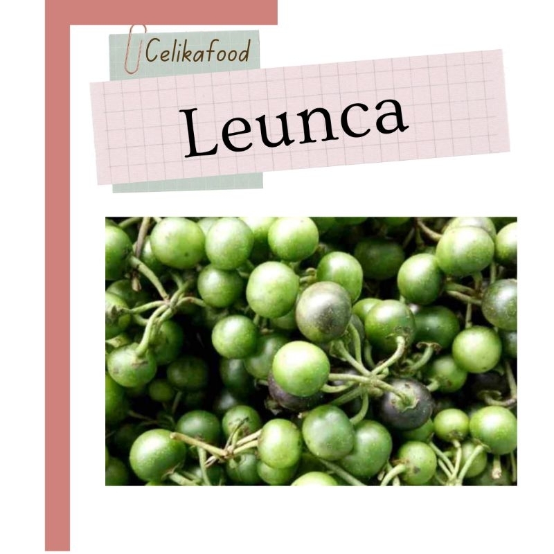 

Leunca Lenca 250 gr Lalaban Sayur Karedok Ranti Fresh