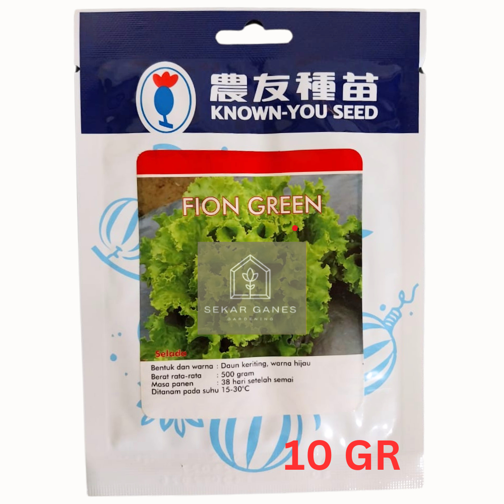 TERLARIS Benih Bibit Selada Fion Green Known You Seed 10 Gram Selada Kys Grosir Pertanian