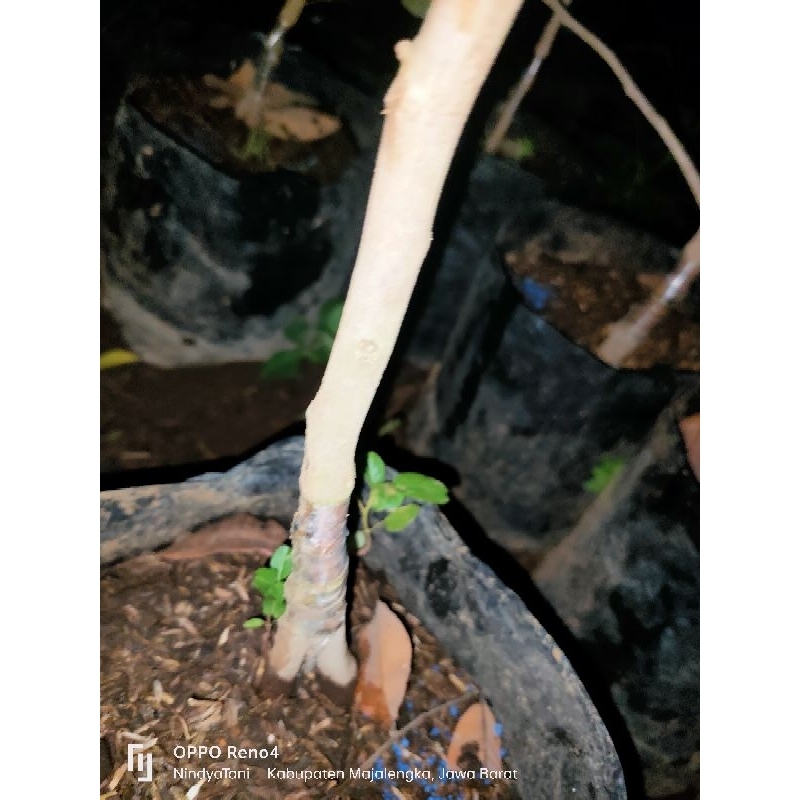 Bibit kelengkeng diamond river berbunga