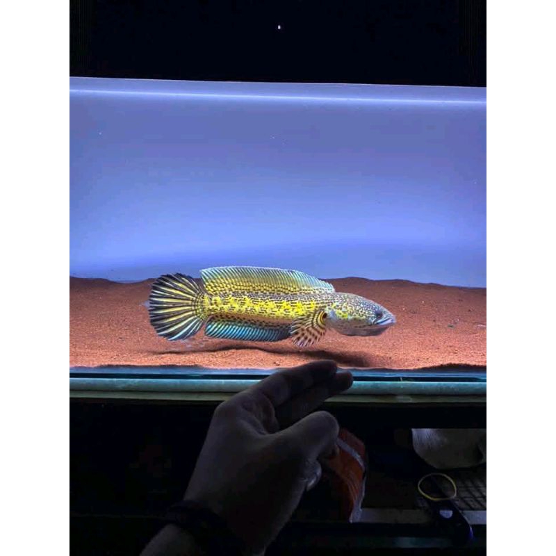 Auranti Machulata 1 pair High fin sudah jodoh