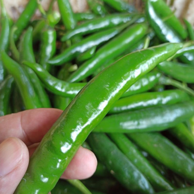 

Cabe Hijau Besar Bandung