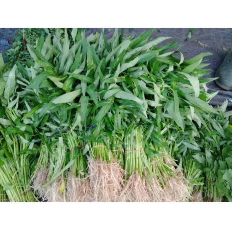 

KANGKUNG SEGAR PER IKAT