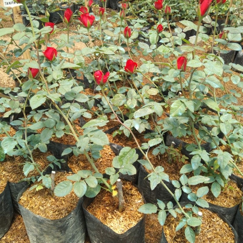 Tanaman hias Bunga Mawar hidup TANPA DURI/ warna merah