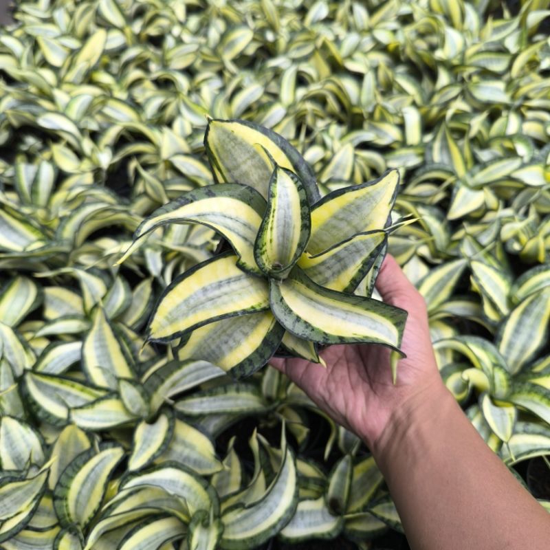 Sansevieria Golden Wendy