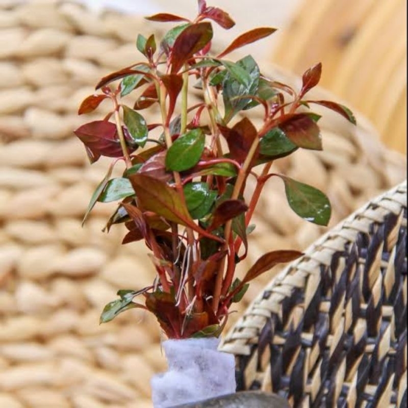 Red Malang Ludwigia Sp. Tanaman Air Aquascape