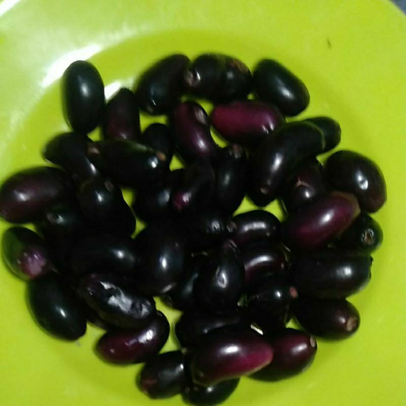 

Buah Duwet Jamblang Nduwet Juwet