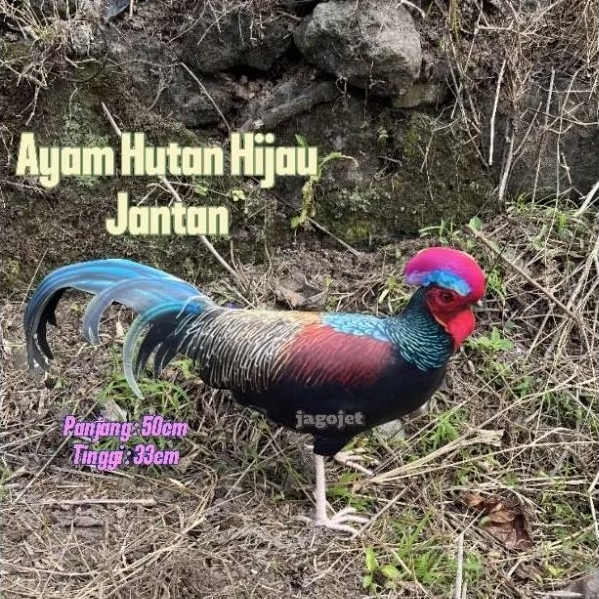 Patung Jontrot Ayam Hutan Hijau