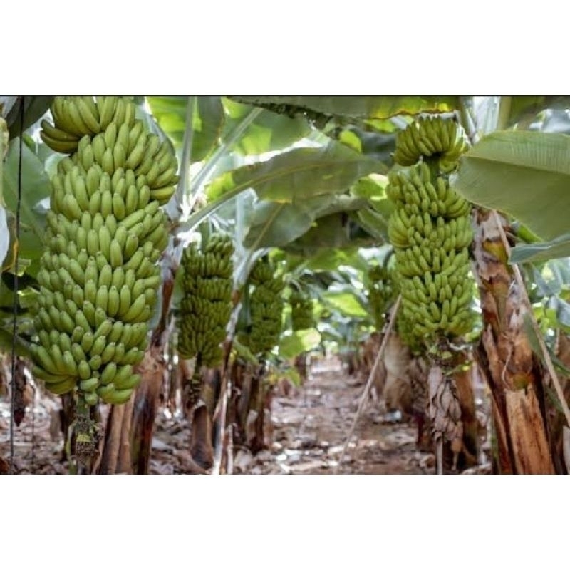 bibit pisang ambon lumut  pisang ambon manis