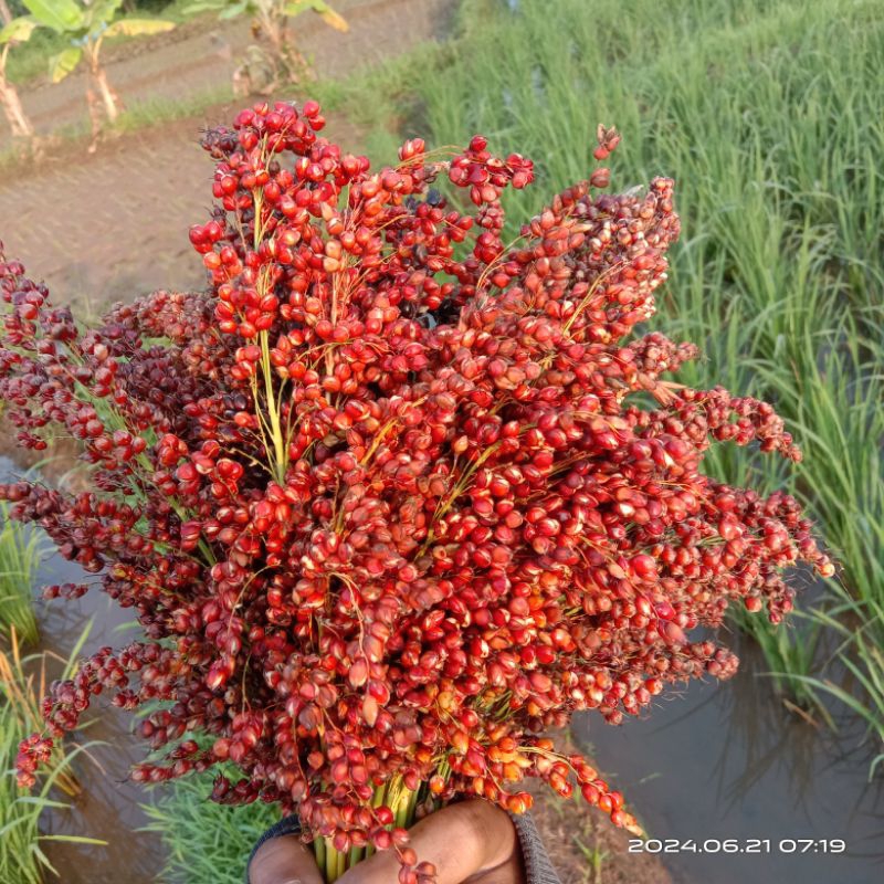 

sudan red sorgum