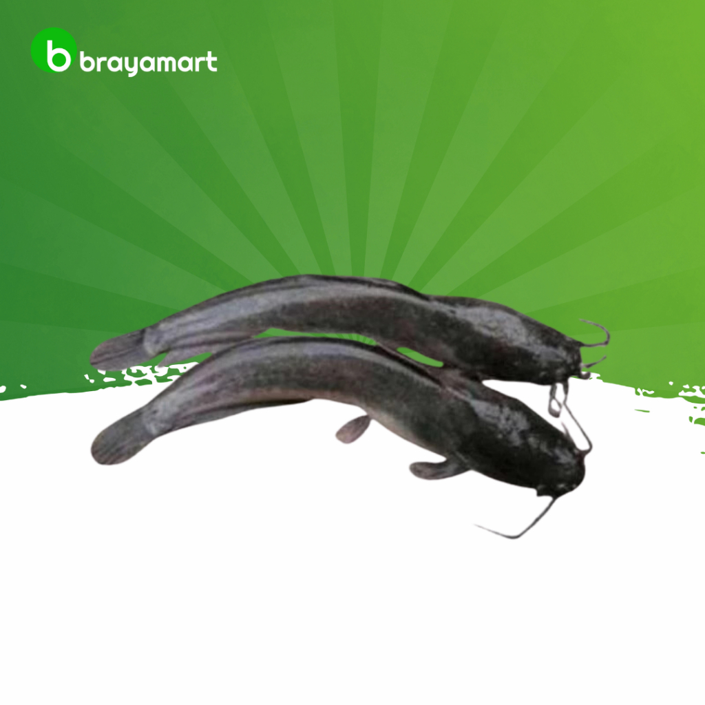 

Ikan Lele 1 kg Brayamart
