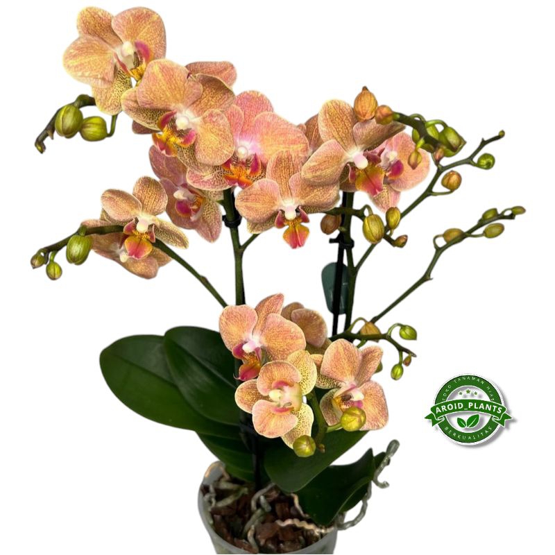 Tanaman Hias Anggrek Bulan Goldrush - Bibit Pohon Bunga Anggrek Bulan - Pohon Bunga Anggrek Hidup