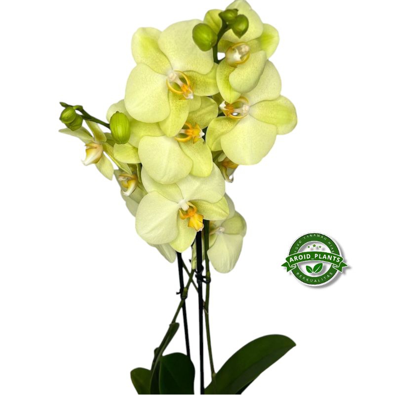 Tanaman Hias Anggrek Bulan White Volterra - Bibit Pohon Bunga Anggrek Bulan - Pohon Bunga Anggrek Hi