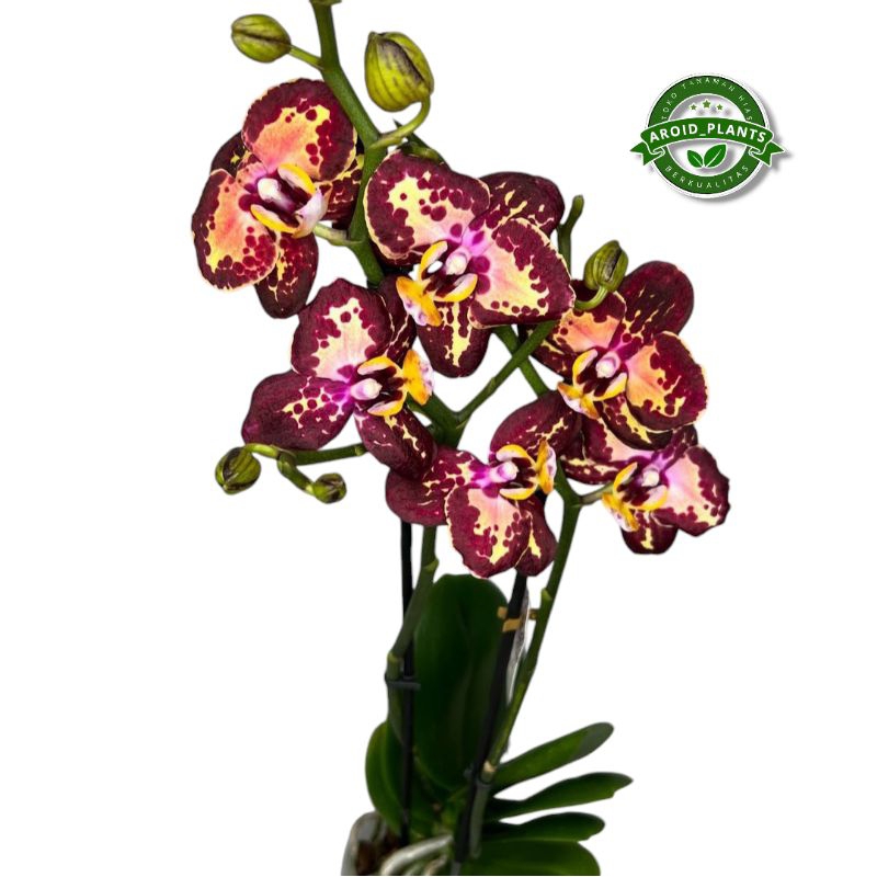 Tanaman Hias Anggrek Bulan Red Alexa - Bibit Pohon Bunga Anggrek Bulan - Pohon Bunga Anggrek Hidup