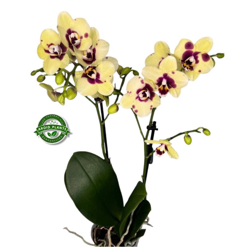 Tanaman Hias Anggrek Bulan Multiflora - Bibit Pohon Bunga Anggrek Bulan - Pohon Bunga Anggrek Hidup