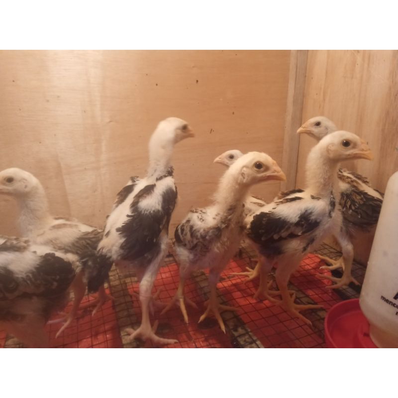 ayam shamo jepang x eropa anakan umur 1 bulan ++j