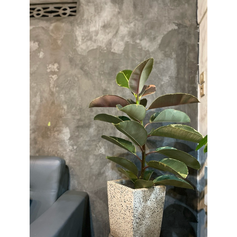 ficus variegata / karet kebo variegata