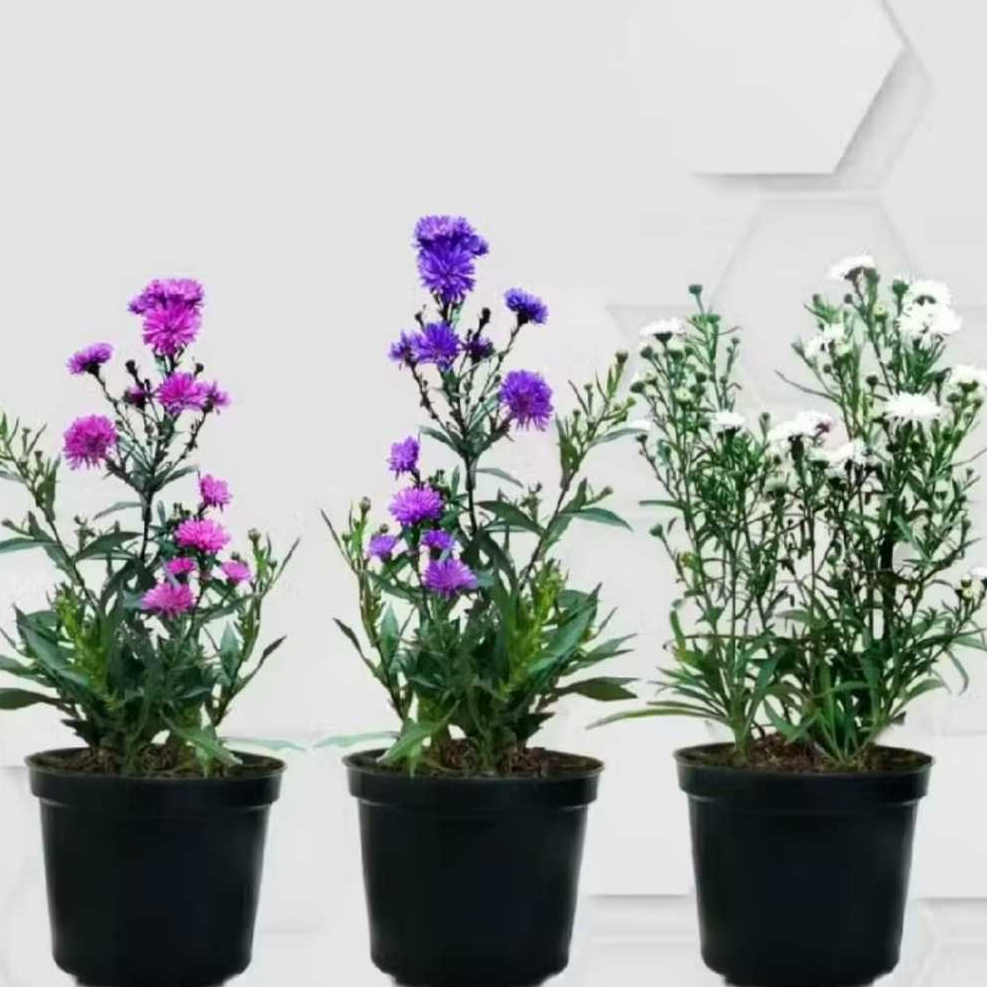 PAKET 3 WARNA TANAMAN BUNGA MAHRIT/ASTER PIKOK BERBUNGA, TANAMAN HIAS HIDUP ASLI