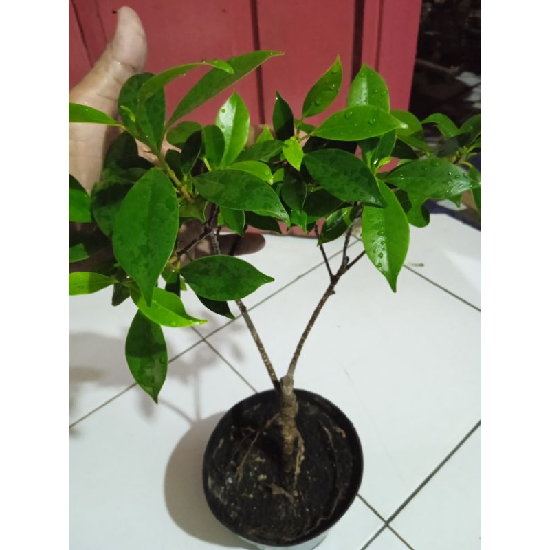 ficus(beringin) kimeng