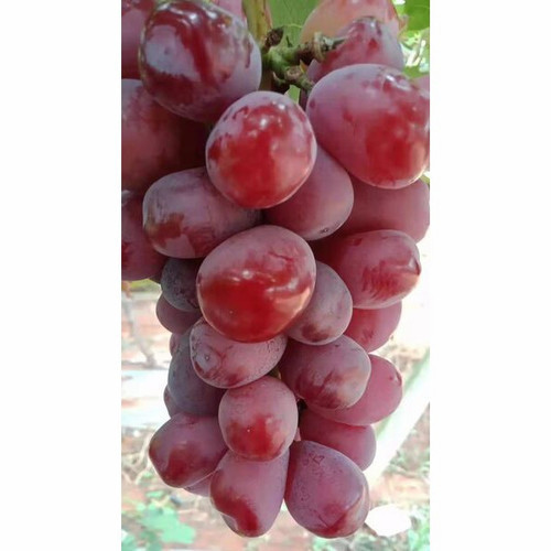 

Anggur Muscat Merah 500g Promo Bandung Asih Sadulur Mart