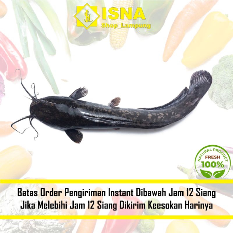 

Ikan Lele Segar 1 Kg - Sayur Fresh