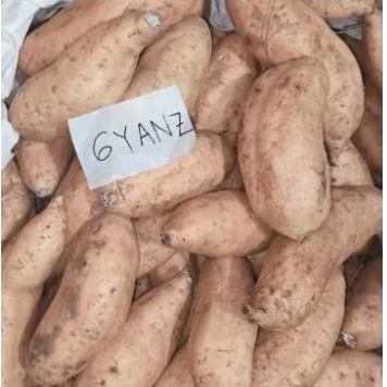 

Ubi Madu Cilembu Asli Manis