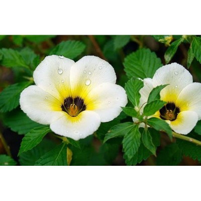 BUNGA YOLANDA / Grosir Yolanda / Tanaman Hias Yolanda / Bibit Bunga