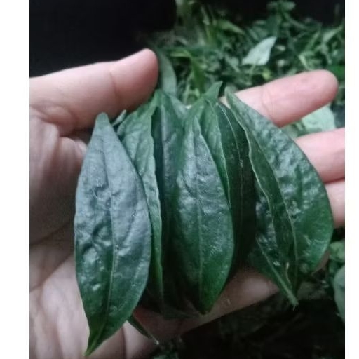

daun sambiloto/sambiroto segar 30gr