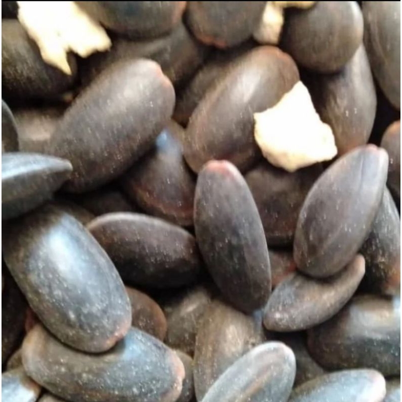 

Biji Kedawung Asli Murni Herbal