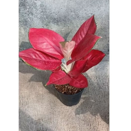 Tanaman aglonema suksom jaipong jumbo