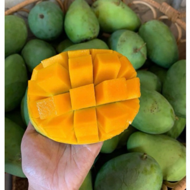 

Mangga Gadung Manis 1kg isi 2-3 buah/ Buah Mangga gadung Manis/ Buah Mangga Harum Manis Masak Pohon/Mangga Gadung Tua/Mangga Gadung Murah (KHUSUS AREA JATIM) Melayani Via gosend instant