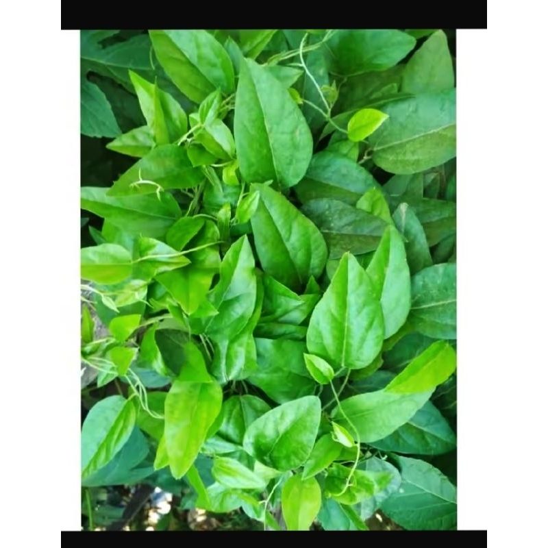 

daun cincau rambat segar (beli 200 gratis 150)