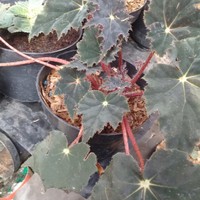 Begonia bintang hitam begonia black velvet