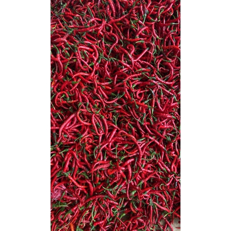 

cabai merah
