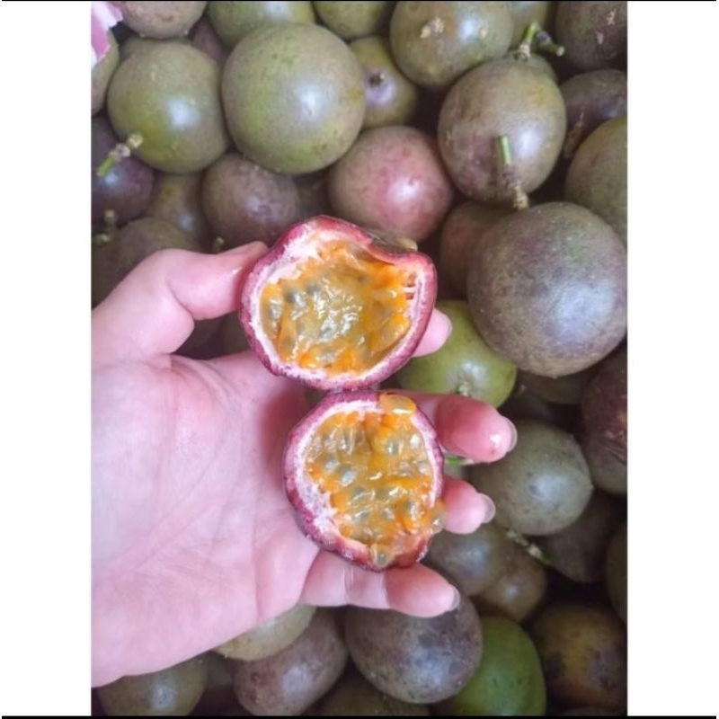 

Buah Markisa Hijau - Markisa Jus