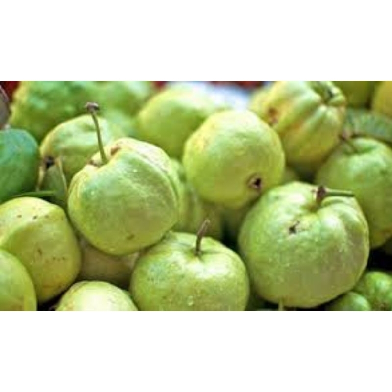 

Paket 10 Kg Buah JAMBU KRISTAL PUTIH Tanpa Biji