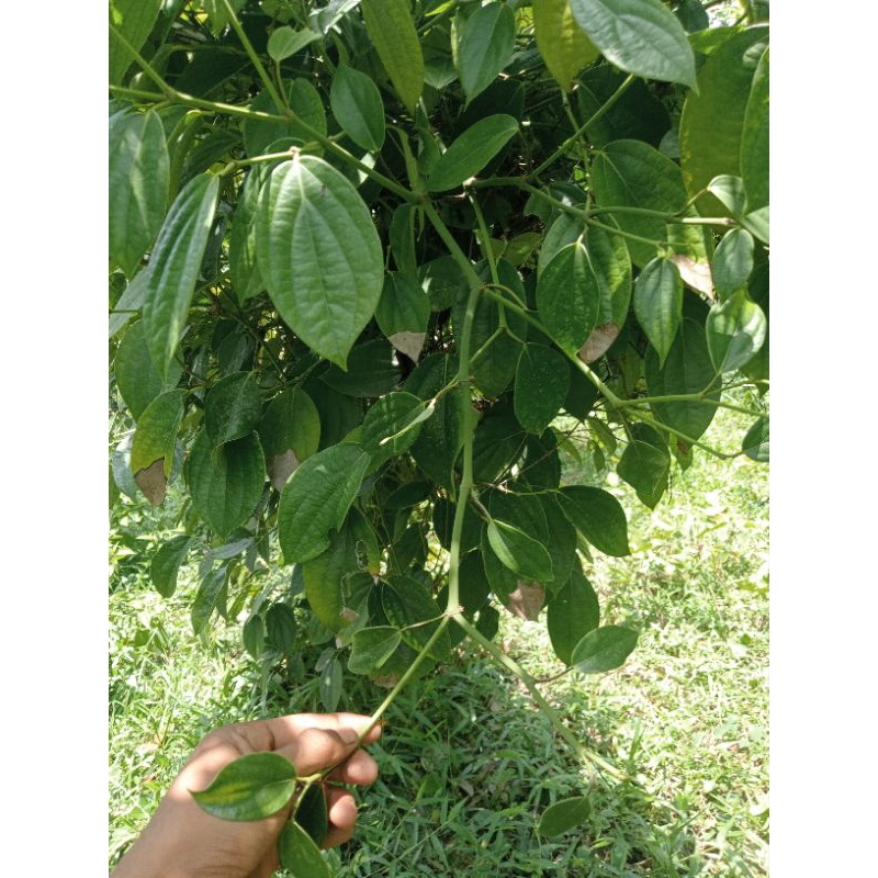 bibit lada siap untuk ditanam