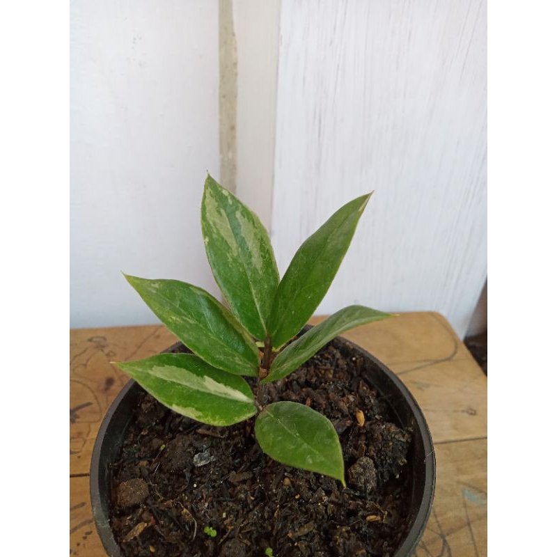 Samia kulkas varigata (Bibitan)