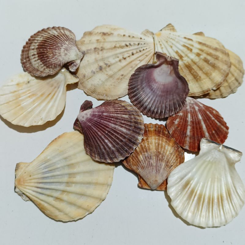 Kerang Kipas | Kerang Laut Asli