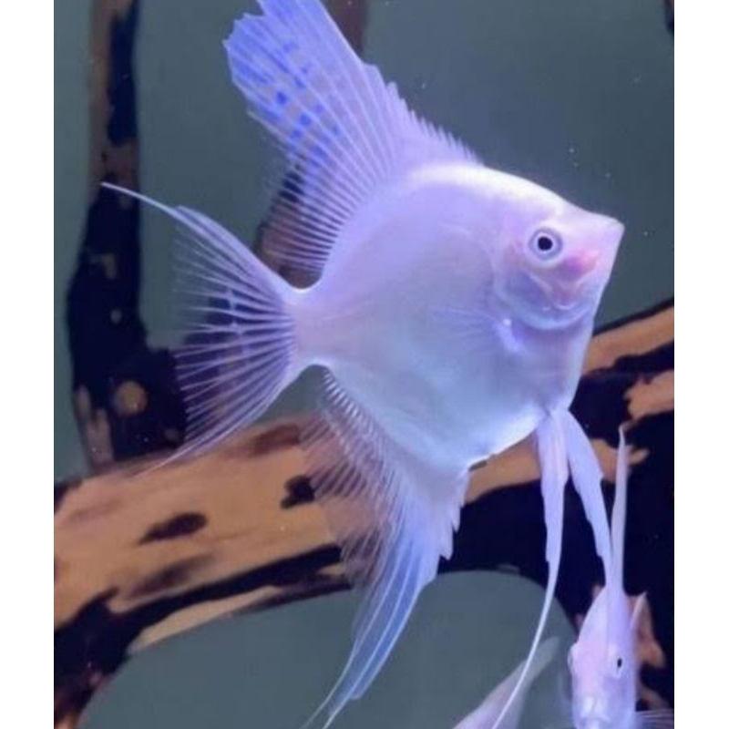 Ikan Manfish platinum