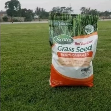 Benih biji rumput 200 gr - grass seed - Bermuda grass