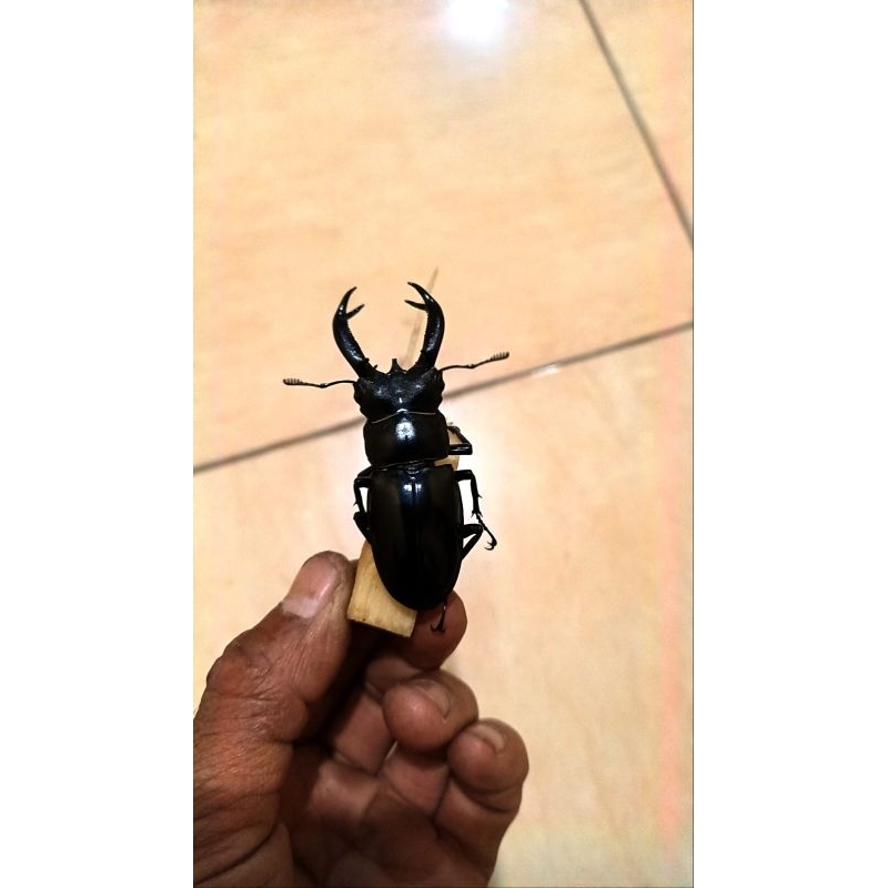 Kumbang Capit Hexarthrius Jantan