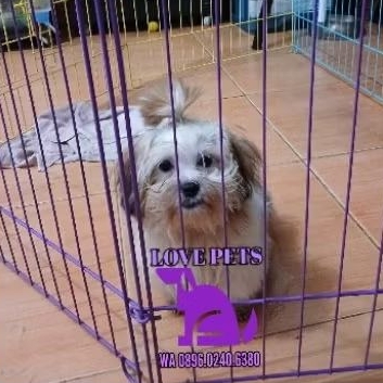 anjing shihtzu betina non stmb seperti boneka