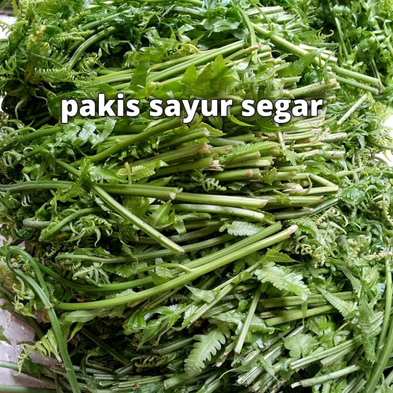 

Pakis Sayur Segar 1 kg / Sayuran Pakis Paku Segar