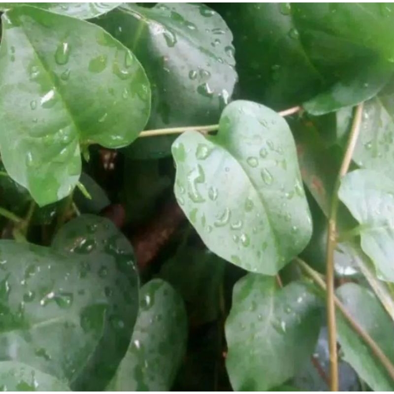 

Daun binahong hijau herbal/250gr fress