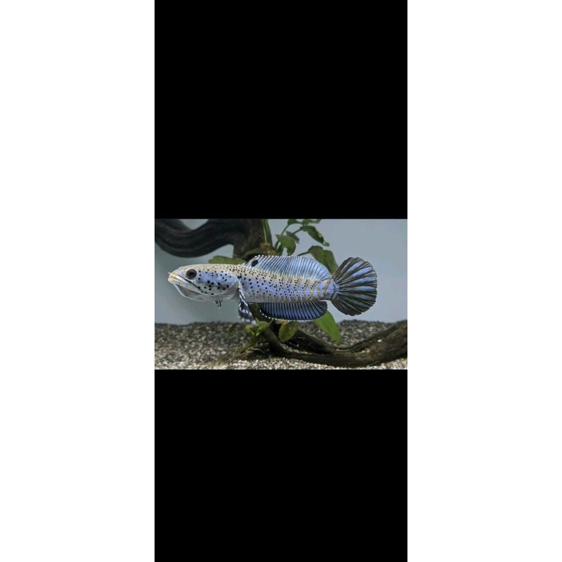 

stiker chana blupulkra UK 6-8cm