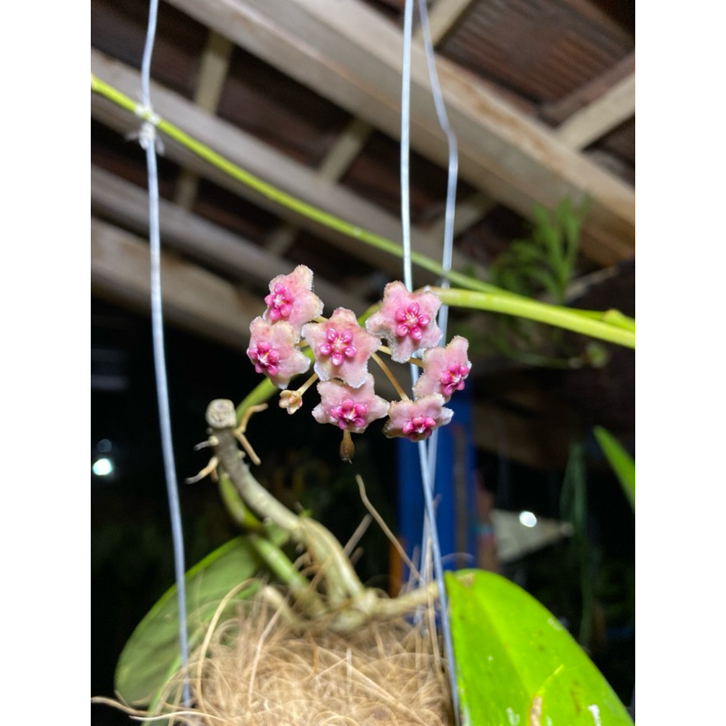 hoya obovata wangi rawatan akar jalan