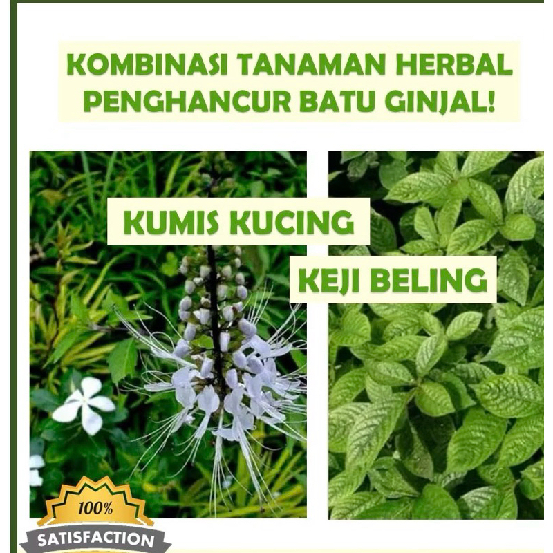 

paket jamu (racikan) penghancur batu ginjal dan kencing batu - kumis kucing kering dan keji beling / herbal batu ginjal dan kencing batu / teh herbal keji beling /daun kumis kucing